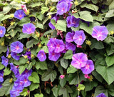 MORNING GLORY MIXED COLORS Ipomoea Purpurea - 1,000 Bulk Seeds Flowering Plants