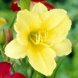 25 YELLOW STELLA DE ORO DAYLILY SEEDS Garden Plants
