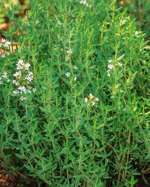 1000+Common Thyme Seeds True Winter Thyme Perennial Kitchen Garden Herb USA Garden Plants