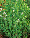 1000+Common Thyme Seeds True Winter Thyme Perennial Kitchen Garden Herb USA Garden Plants