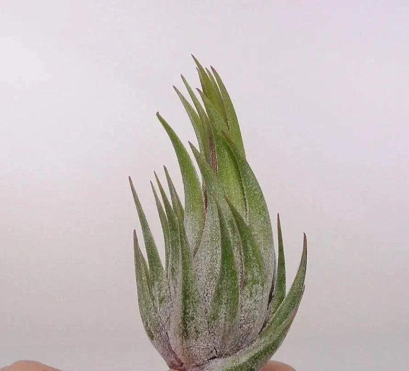 Tillandsia Scaposa Airplants Green Plant
