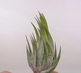 Tillandsia Scaposa Airplants Green Plant