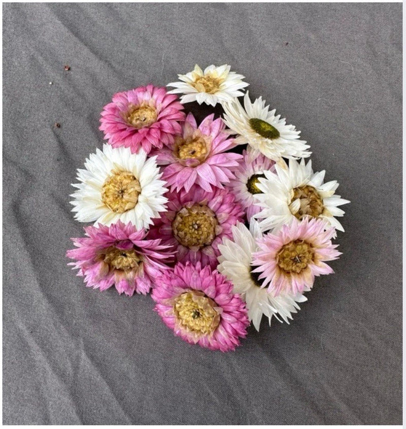 Stemless dried mini flowers, pink and white daisy heads with brown centers for crafts