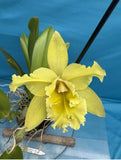 Yellow Flowering Cattleya Orchid Potted Plant Broadleaf Indoor Outdoor tree Orchids