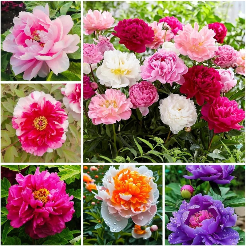99 Mixed Peony Seeds for Planting - Perennial Ruffled Flower Garden Bloom Mix Garden Plants