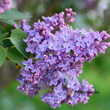100 Seeds Syringa Vulgaris Lilac Flowering Garden Plants Large Deciduous Shrub Hydrangea