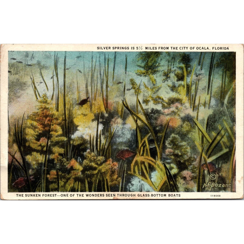 Postcard, Florida, Orange TREE Pampas GRASS, 1916 VINTAGE A2 Pampas Grass