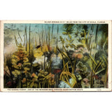 Postcard, Florida, Orange TREE Pampas GRASS, 1916 VINTAGE A2 Pampas Grass