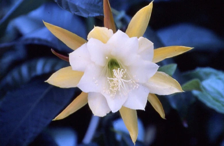 White orchid cactus flower with yellow-tipped petals and pale green center