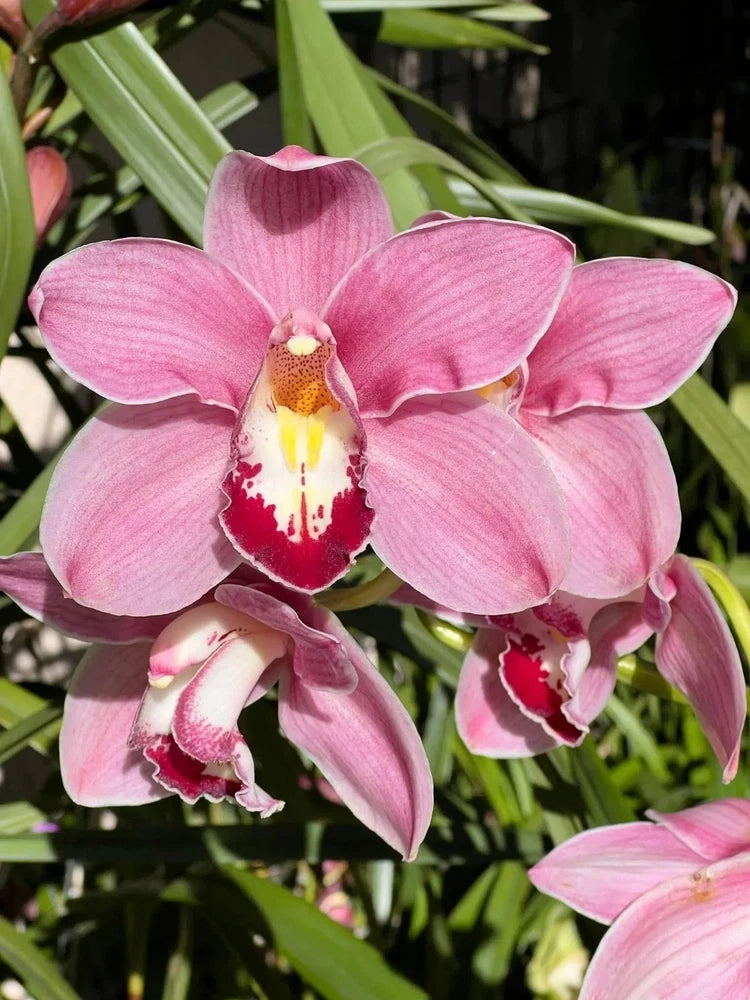 Pink cymbidium orchid flowers in a cluster with red-speckled centers and green leaves