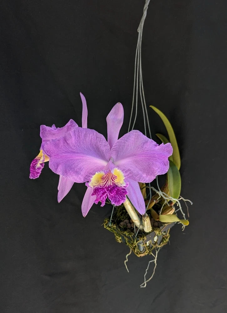 Purple Cattleya orchid in bloom with frilled petals and yellow-green lip