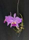 Excellent Cattleya lueddemanniana tipo light flamea Ñ IN BLOOM Orchids