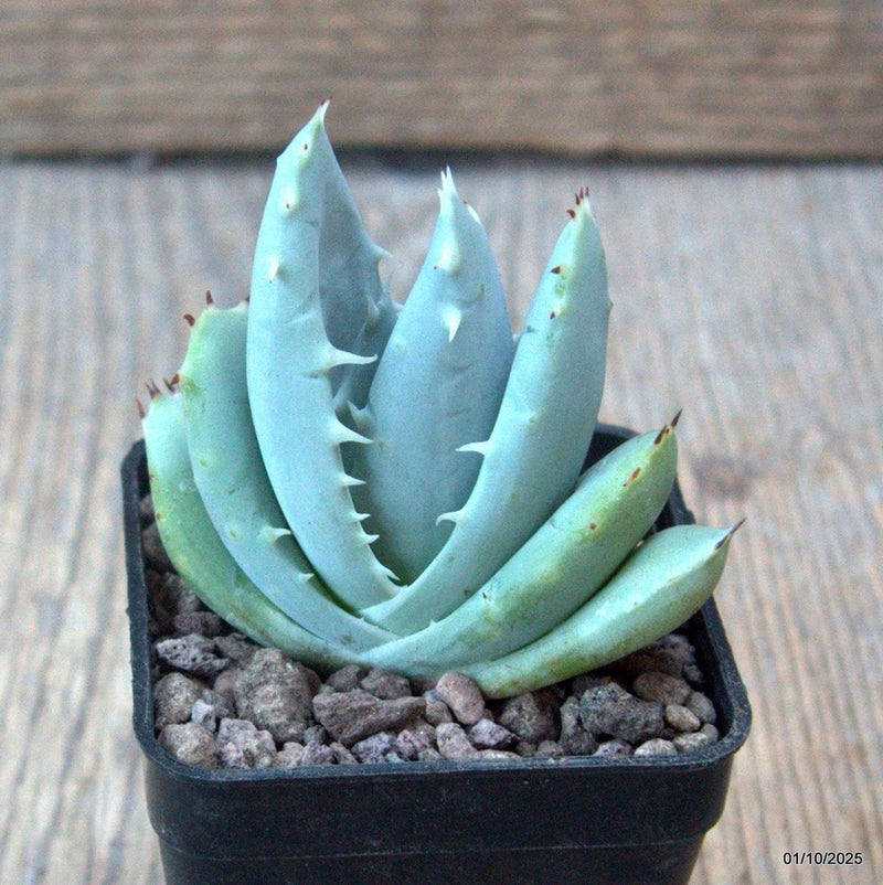 D6566 ALOE PEGLERAE pot5-H6-W6 cm MaMa Cactus Green Plant