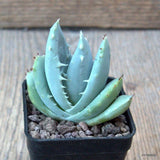 D6566 ALOE PEGLERAE pot5-H6-W6 cm MaMa Cactus Green Plant