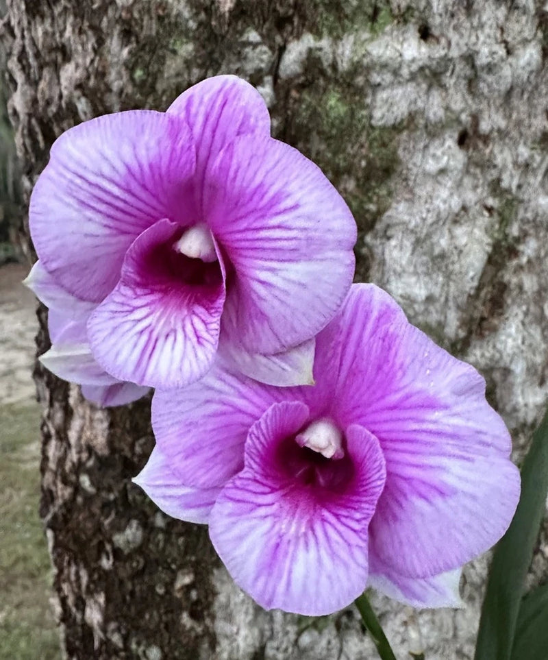 Purple dendrobium orchids in bloom on green stems