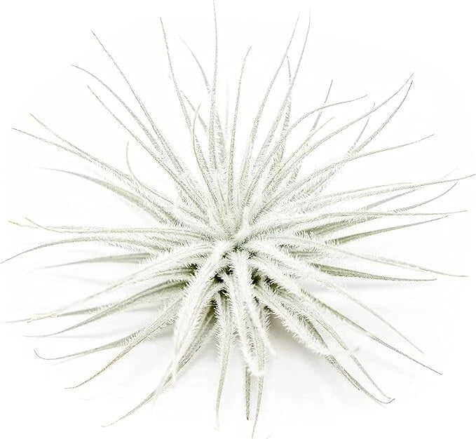 Tectorum Ecuador Air Plant - Multiple Sizes, Easy Care Indoor/Outdoor Decor Green Plant