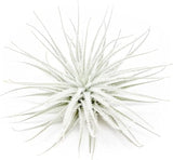 Tectorum Ecuador Air Plant - Multiple Sizes, Easy Care Indoor/Outdoor Decor Green Plant