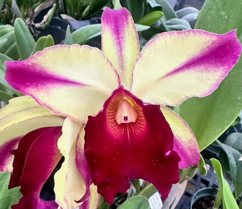 Cattleya orchid bloom, red center with cream petals and yellow tips, on green foliage