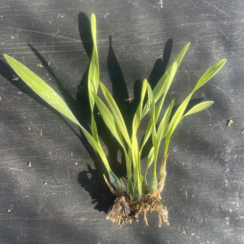 Live bare-root orchid plant with bright green leaves and exposed roots