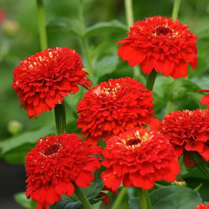 100+ Zinderella Red Zinnia Seeds for Garden Planting - USA - FREE SHIPPING! Garden Plants