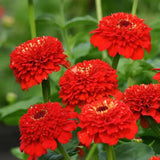 100+ Zinderella Red Zinnia Seeds for Garden Planting - USA - FREE SHIPPING! Garden Plants