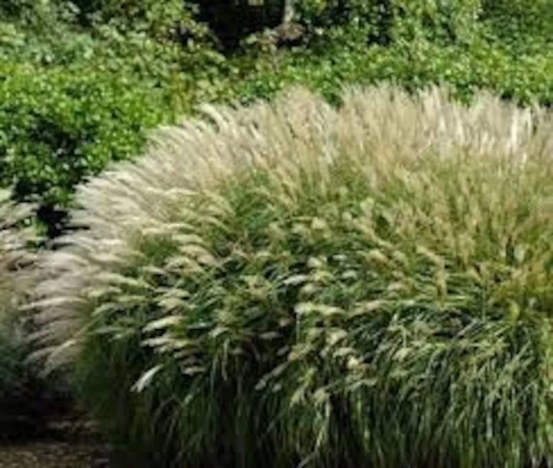 30 Chinese Silvergrass Miscanthus Seeds. Organic. USA Seeds. Ships free Pampas Grass