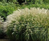 30 Chinese Silvergrass Miscanthus Seeds. Organic. USA Seeds. Ships free Pampas Grass