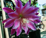 (1) Epiphyllum Unrooted CUTTING Orchid Cactus Succulent Cereus ~Giant Fuchsia~ Orchids
