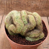 D7514 MAMMILLARIA SP. CRESTED pot15-H10-W14 cm MaMa Cactus Green Plant
