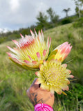 5 SUGARBUSH PROTEA Repens Yellow & Pink Huge Flower Seeds Flowering Plants