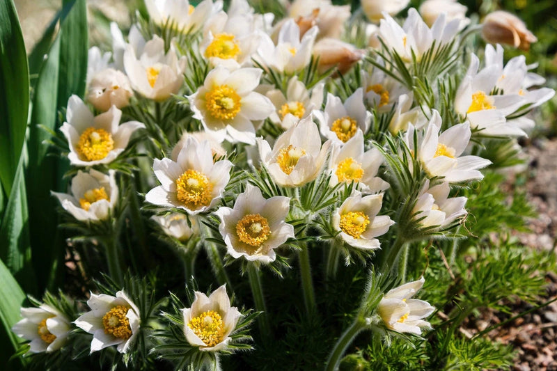 25 WHITE ANEMONE Pulsatilla Vulgaris Purple PASQUE FLOWER Seeds *Flat S/H Flowering Plants