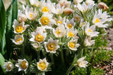 25 WHITE ANEMONE Pulsatilla Vulgaris Purple PASQUE FLOWER Seeds *Flat S/H Flowering Plants