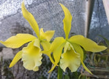 Rlc Everything Nice 'Showtime' seedling size size brassavola cattleya orchid Orchids