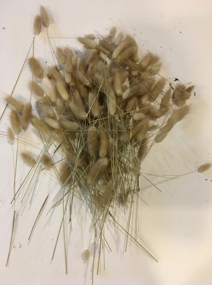 Preserved dried bunny tail grass, natural beige stems and seed heads