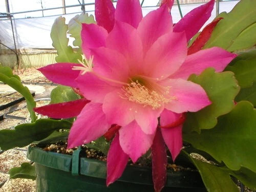 Epiphyllum orchid cactus with large magenta-pink flower and green leaf pads in pot