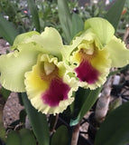 Orchid live Blc. Gondenzelle Lemon Chiffon - bare root Orchids