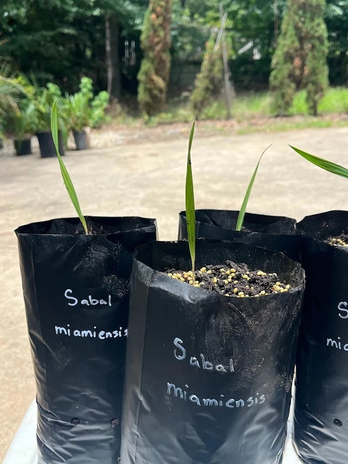Sabal miamiensis (extinct in the world) seedlings Green Plant