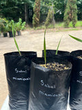 Sabal miamiensis (extinct in the world) seedlings Green Plant