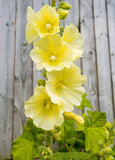25 YELLOW HOLLYHOCK Alcea Rosea Flower Seeds Perennial *Flat S/H Flowering Plants