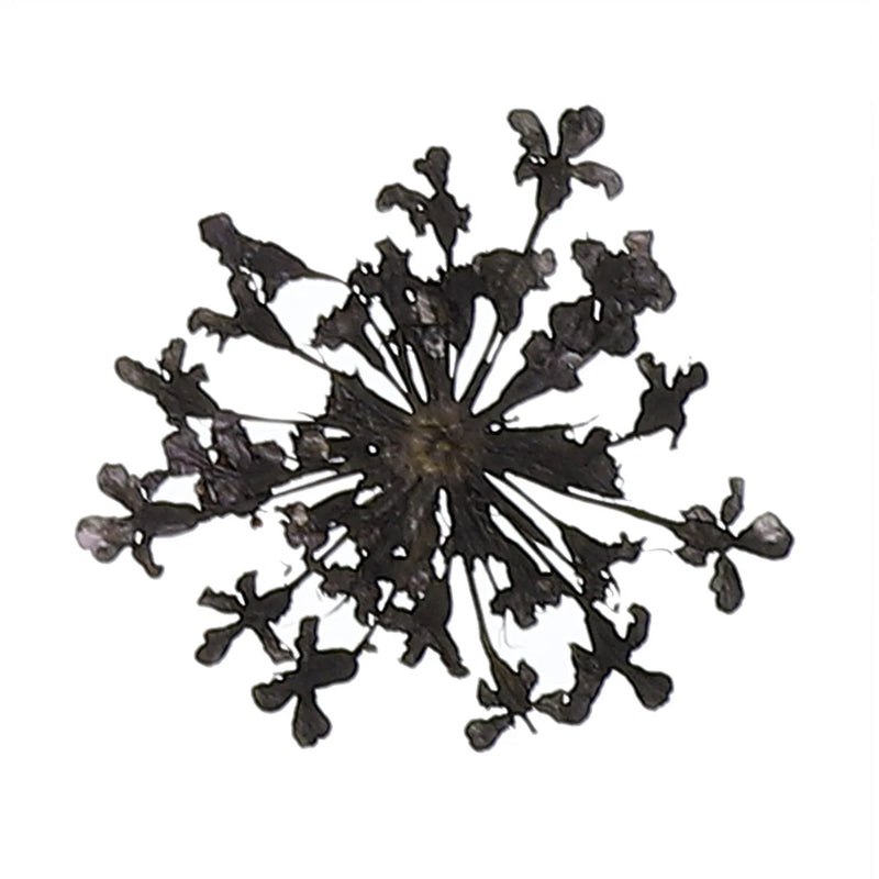 Black dried pressed lace flower, single snowflake-like bloom for DIY