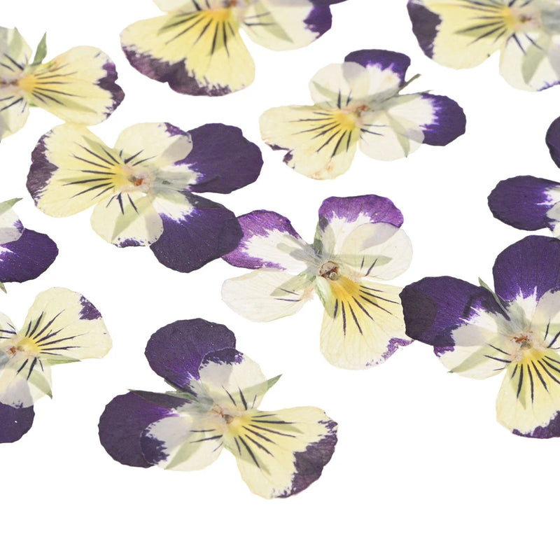 12-Pack Dried Pressed Flowers for Resin, Real Bulk Dry Floral [Yellow Purple] Dried Flower