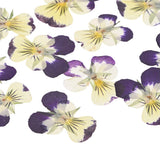 12-Pack Dried Pressed Flowers for Resin, Real Bulk Dry Floral [Yellow Purple] Dried Flower