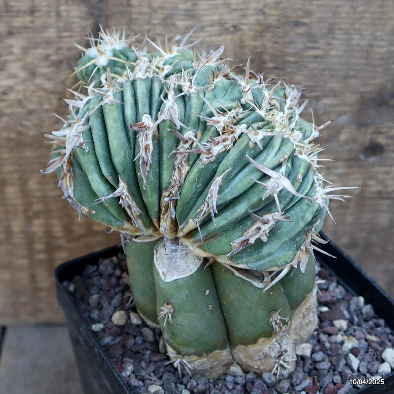 Green crested graft cactus plant with ribbed stems and white spines in a black pot