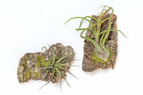 Fully Assemble Cork Bark Displays with Tillandsia Air Plants - Multiple Sizes Green Plant