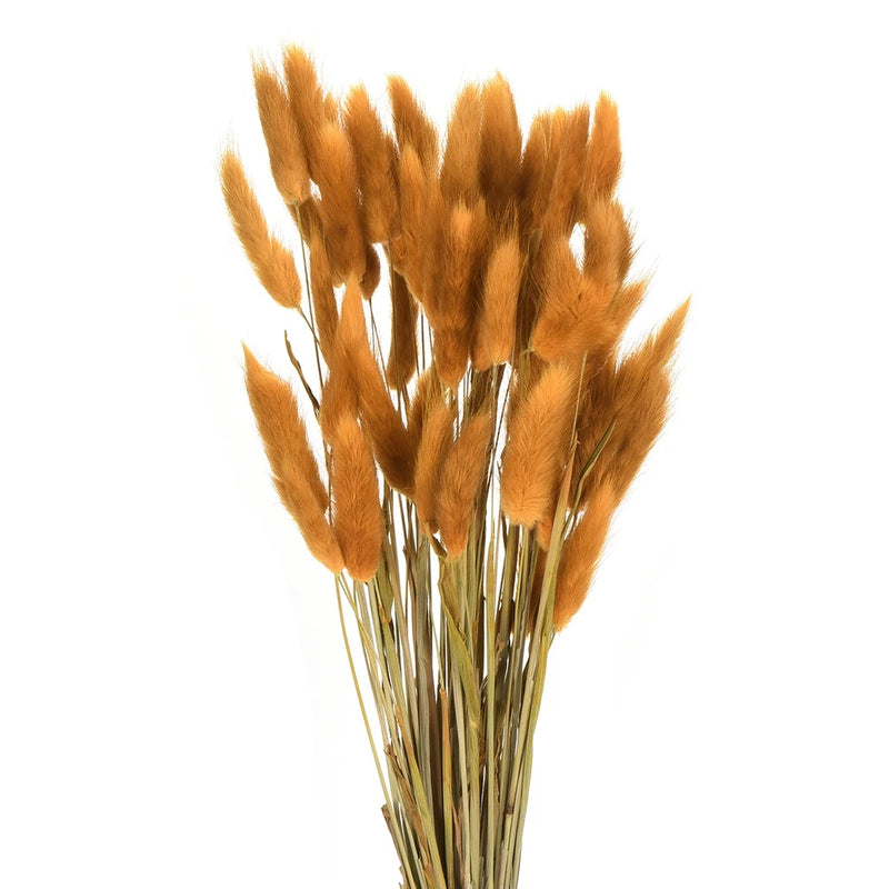 60pcs Natural Bunny Tails Dried Flowers 17" Mini Grass, Orange Red Dried Flower