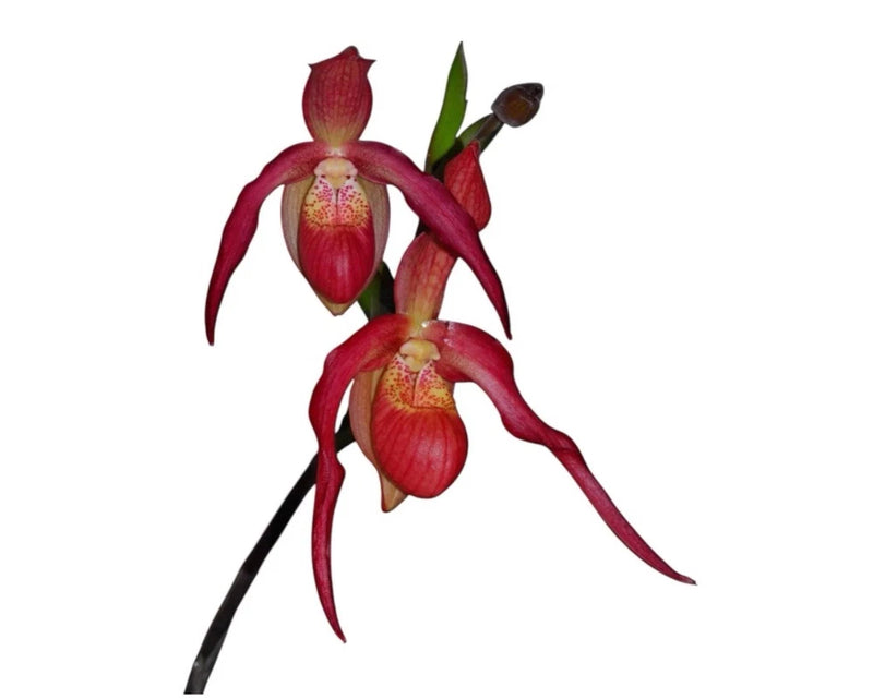 Potted red slipper orchid with three blooms and green leaves