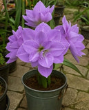 Double Imported Amaryllis Flower Bulbs for Home and Kitchen Gardening, Pack of 4 Lily