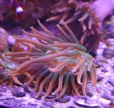 Robbie's Corals Rainbow Rose Bubble Anemone 3