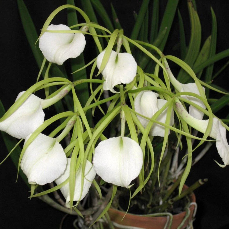 Brassavola nodosa orchid plant with white night-bloom flowers and long green leaves