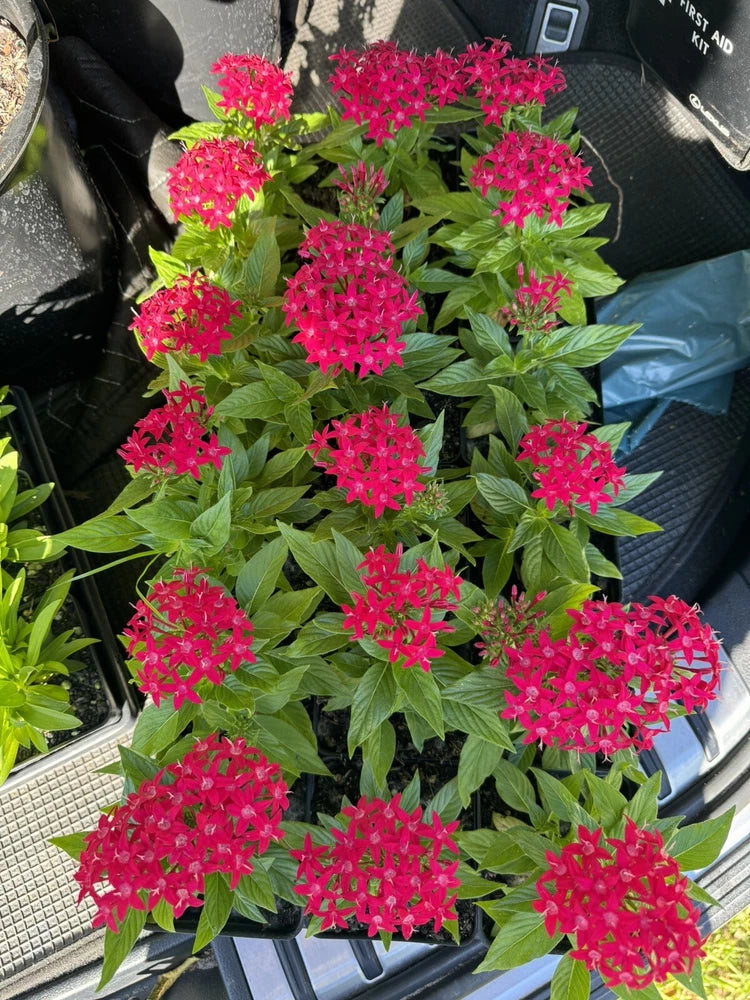 Pentas plant with pink star-shaped flower clusters and green leaves